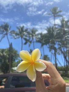 Aloha Ekolu